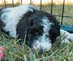 Small #2 Saint Berdoodle