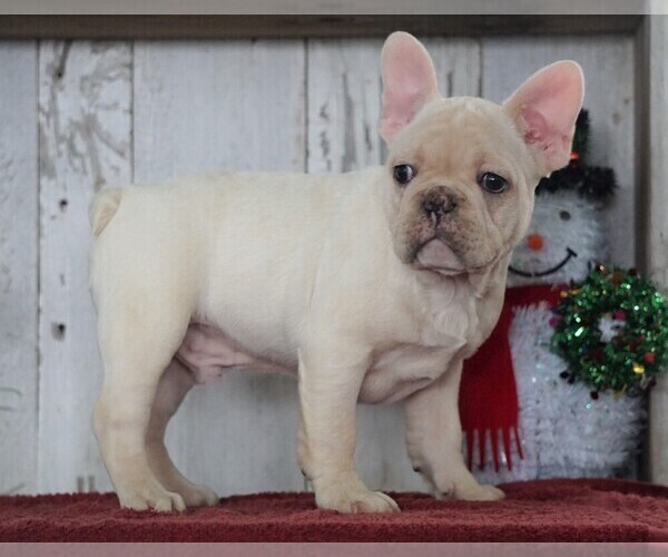 Medium Photo #1 French Bulldog Puppy For Sale in FREDERICKSBG, OH, USA