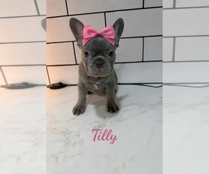 Medium French Bulldog