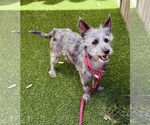 Small #5 Cairn Terrier-Miniature Schnauzer Mix