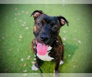 Mutt Dogs for adoption in Orlando, FL, USA