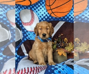 Golden Retriever Puppy for sale in QUARRYVILLE, PA, USA