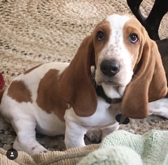 Basset Hound Puppy for sale in ASHEVILLE, NC, USA