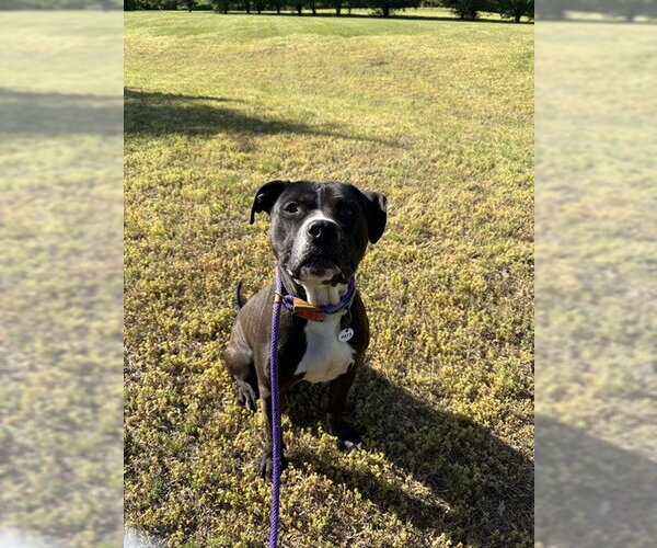 Medium Photo #2 Mutt Puppy For Sale in Forestville, MD, USA
