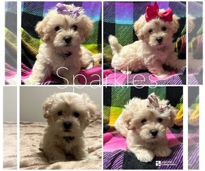 Maltipoo Puppy for sale in FORT WORTH, TX, USA