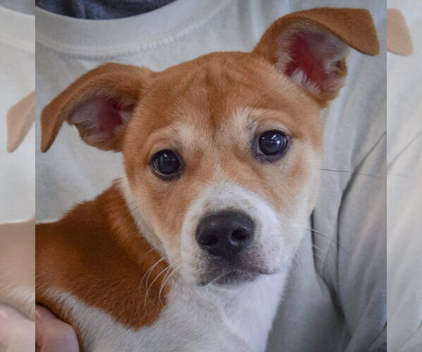 Medium Photo #5 Jack-Rat Terrier Puppy For Sale in Huntley, IL, USA