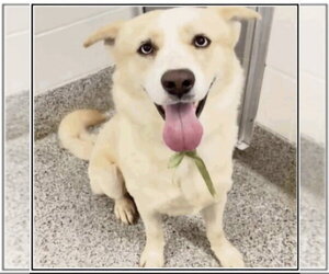 Labsky Dogs for adoption in Winston Salem, NC, USA