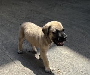 Medium Mastiff