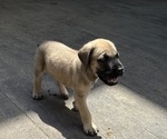 Puppy Baby Mastiff