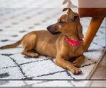 Small #2 Chihuahua Mix