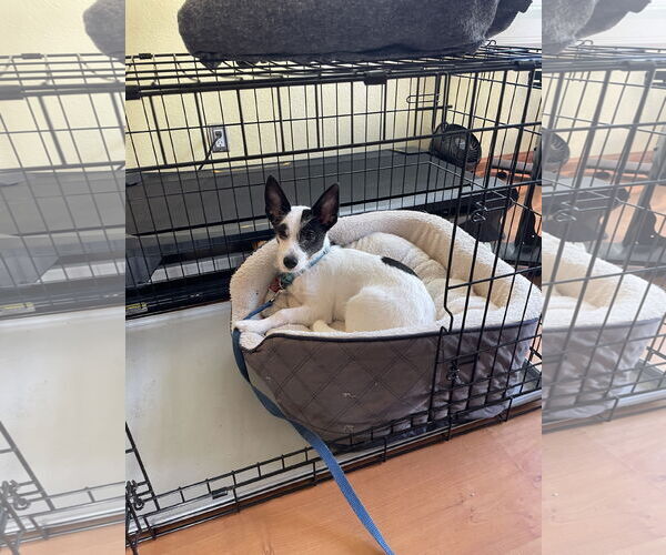 Medium Photo #3 Mutt Puppy For Sale in Escondido, CA, USA