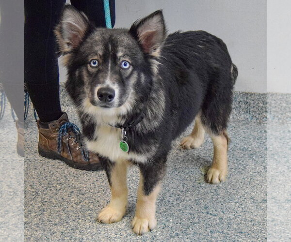 Medium Photo #2 Siberian Husky-Unknown Mix Puppy For Sale in Huntley, IL, USA