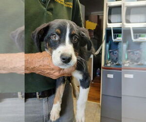 Mutt Dogs for adoption in Rustburg, VA, USA