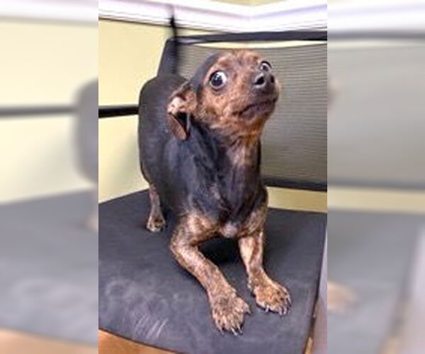 Medium Photo #5 Chihuahua-Unknown Mix Puppy For Sale in Mount Airy, NC, USA