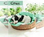 Small #3 Bernedoodle-Poodle (Standard) Mix