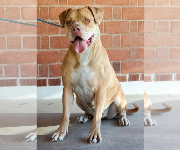 Medium Photo #2 Bulldog-Unknown Mix Puppy For Sale in Phoenix, AZ, USA