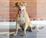 Small #1 Bulldog Mix