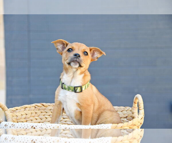 Medium Photo #3 Cairn Terrier-Unknown Mix Puppy For Sale in Sandy, UT, USA