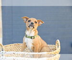Small #2 Cairn Terrier Mix
