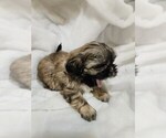 Puppy Orange collar g Shih Tzu