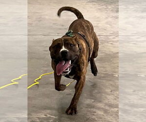 Mutt Dogs for adoption in Tarboro, NC, USA