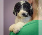 Small #3 Spaniel Mix