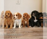 Small #1 Cavalier King Charles Spaniel-Goldendoodle Mix