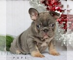 Small #1 French Bulldog