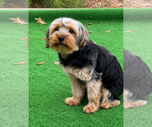 Father of the Yorkshire Terrier puppies born on 08/18/2026