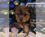 Small Photo #3 Yorkshire Terrier Puppy For Sale in AKRON, OH, USA