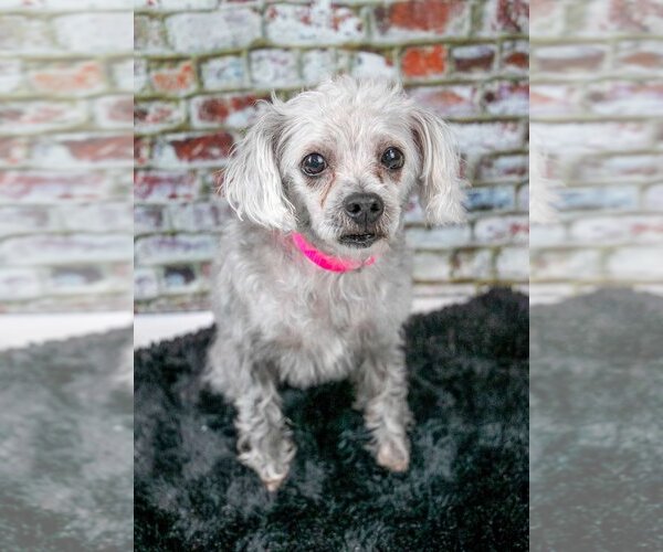 Medium Photo #4 Poodle (Miniature)-Unknown Mix Puppy For Sale in Kennesaw, GA, USA