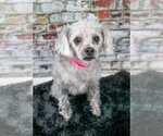 Small #3 Poodle (Miniature) Mix