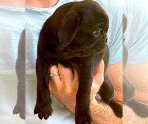 Pug Puppy for sale in HUTTO, TX, USA
