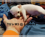 Puppy Male 3 Chihuahua
