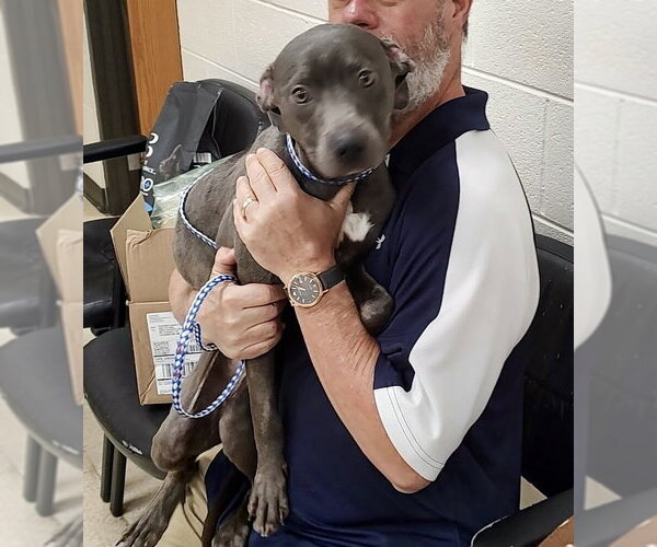 Medium Photo #4 American Pit Bull Terrier-Unknown Mix Puppy For Sale in Mooresville, NC, USA
