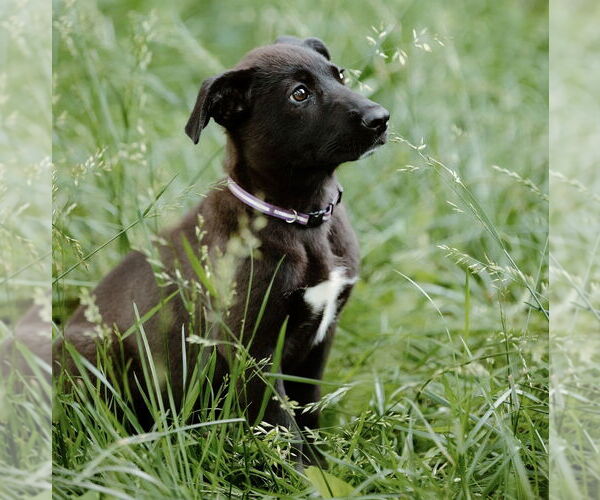 Medium Photo #19 Labrador Retriever-Unknown Mix Puppy For Sale in OKLAHOMA CITY, OK, USA