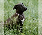 Small #18 Labrador Retriever Mix