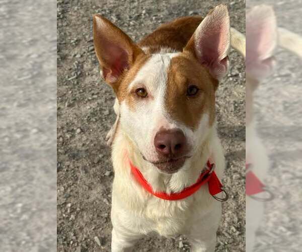 Medium Photo #2 Bull Terrier-Unknown Mix Puppy For Sale in Evansville, IN, USA