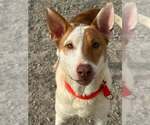Small #1 Bull Terrier Mix