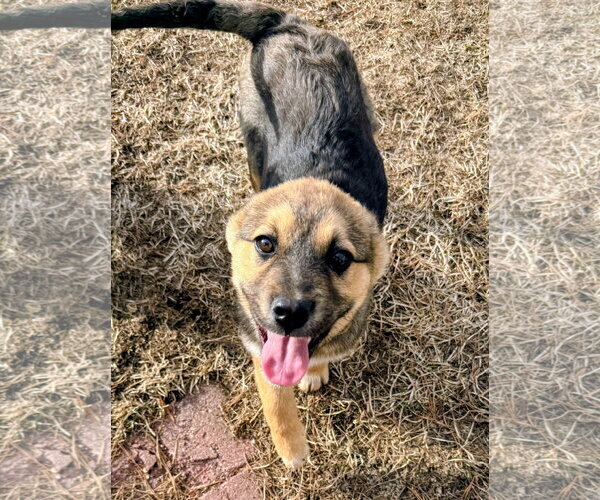 Medium Photo #7 Mutt Puppy For Sale in Cottage Grove, MN, USA