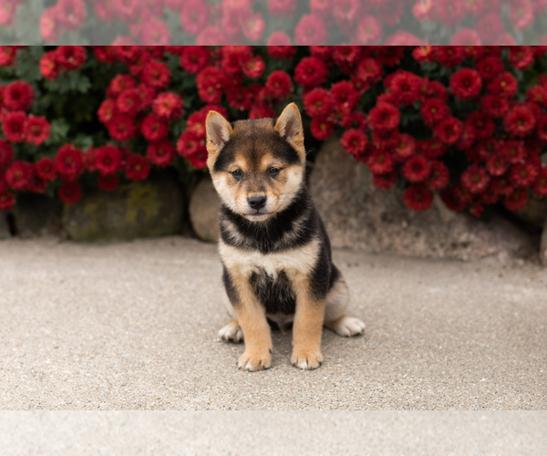 Medium Photo #1 Shiba Inu Puppy For Sale in MILLERSBURG, IN, USA