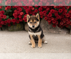 Medium Shiba Inu