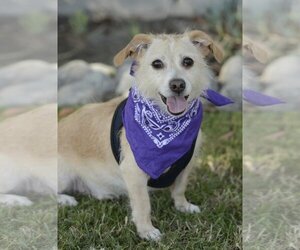 Chihuahua-Unknown Mix Dogs for adoption in Dana Point, CA, USA