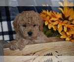 Small Photo #1 Goldendoodle-Poodle (Miniature) Mix Puppy For Sale in UNION BRIDGE, MD, USA