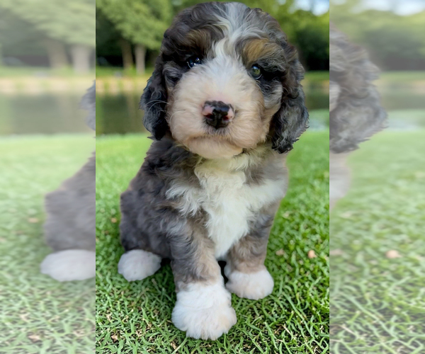 Medium Photo #15 Bernedoodle Puppy For Sale in CENTURIA, WI, USA