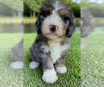 Small #14 Bernedoodle