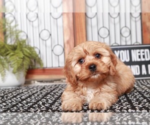 Cavapoo Puppy for sale in NAPLES, FL, USA