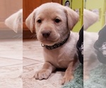Puppy Dudley male Labrador Retriever
