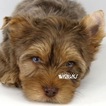 Small Photo #9 Yorkshire Terrier Puppy For Sale in KELLER, TX, USA