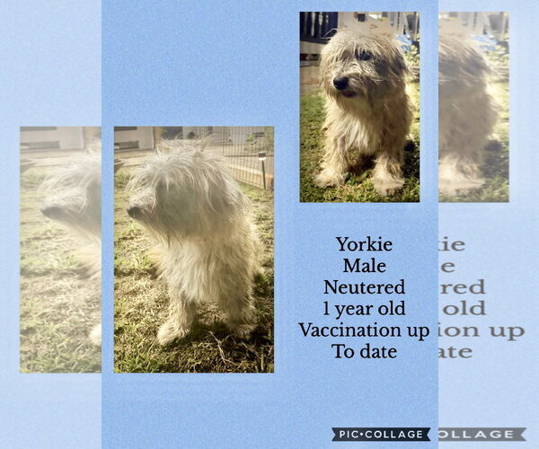 Medium Photo #7 Lhasa Apso-Unknown Mix Puppy For Sale in Virginia Beach, VA, USA